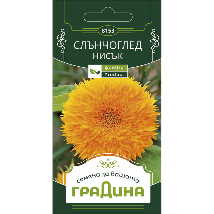 LOW SUNFLOWER SEEDS GARDEN