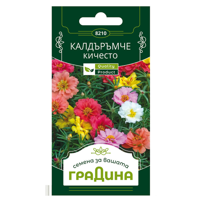 SEEDS Cobblestone KICHESTO GARDEN