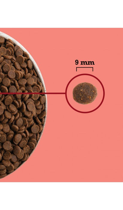 ACANA Highest Protein Indoor Cat - dry cat food - 4,5kg