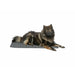 Airbed Trixie Dark grey 80 × 60 cm Dog - Домашни Животни<<<Дом Градина<<<BigBuy&&&Къщички и легълца<<<Домашни