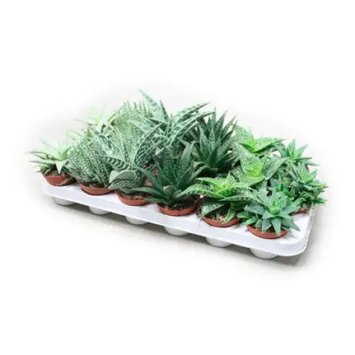 ALOE MIX - Нецъфтящи растения<<<Стайни растения<<<Градина<<<Praktiker