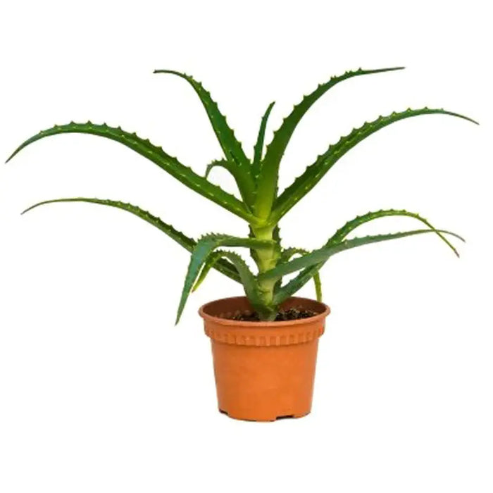ALOE VERA - Нецъфтящи растения<<<Стайни растения<<<Градина<<<Praktiker