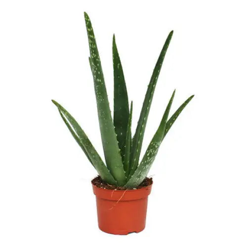ALOE VERA - Нецъфтящи растения<<<Стайни растения<<<Градина<<<Praktiker