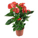 ANTHURIUM - Цъфтящи растения<<<Стайни растения<<<Градина<<<Praktiker