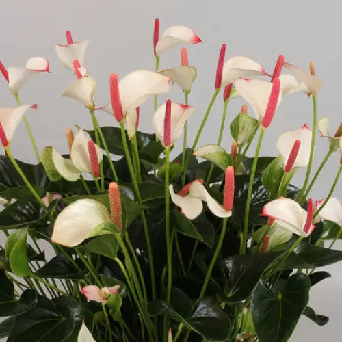 ANTHURIUM - Цъфтящи растения<<<Стайни растения<<<Градина<<<Praktiker
