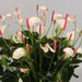 ANTHURIUM - Цъфтящи растения<<<Стайни растения<<<Градина<<<Praktiker