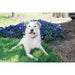 Anti-bark collar PetSafe - Здраве и хигиена<<<Домашни Животни<<<Дом Градина<<<BigBuy