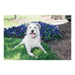 Anti-bark collar PetSafe - Здраве и хигиена<<<Домашни Животни<<<Дом Градина<<<BigBuy
