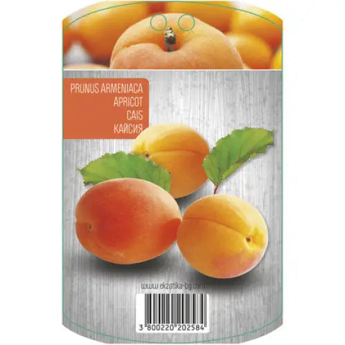 APRICOT WITH PACKAGED ROOT EKZOTIKA - Овошки<<<Външни растения<<<Градина<<<Praktiker