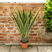 ARTIFICIAL AGAVE PLANT 135CM HD HD-10987 - Изкуствени растения<<<Стайни растения<<<Градина<<<Praktiker