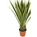 ARTIFICIAL AGAVE PLANT 135CM HD HD-10987 - Изкуствени растения<<<Стайни растения<<<Градина<<<Praktiker