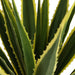 ARTIFICIAL AGAVE PLANT 135CM HD HD-10987 - Изкуствени растения<<<Стайни растения<<<Градина<<<Praktiker