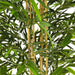 ARTIFICIAL BAMBOO PLANT 150CM HD HD-10979 - Изкуствени растения<<<Стайни растения<<<Градина<<<Praktiker