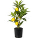 ARTIFICIAL LEMON PLANT 43CM NB1720400 - Изкуствени растения<<<Стайни растения<<<Градина<<<Praktiker