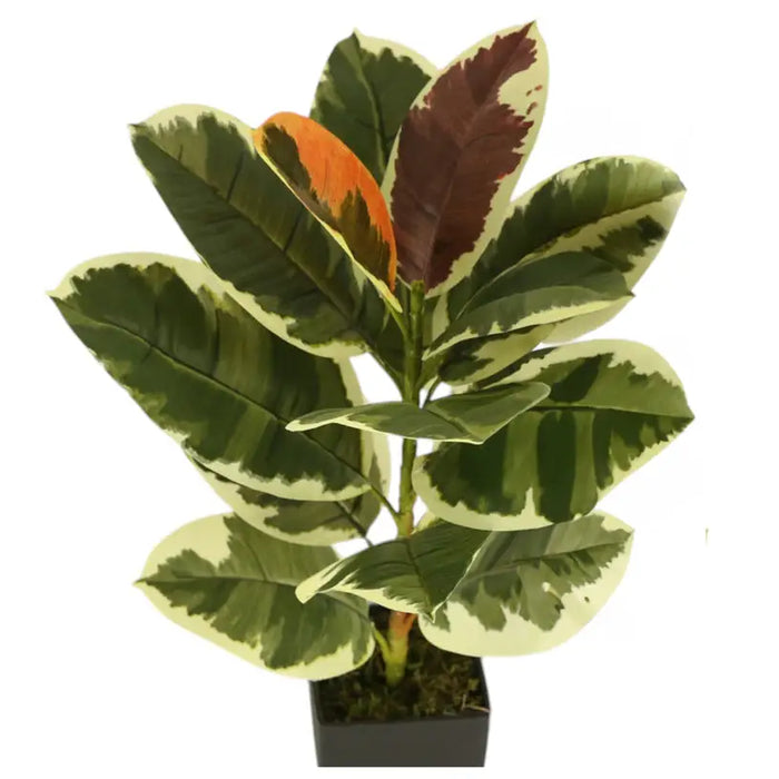 ARTIFICIAL PLANT AGLAONEMA 60CM HD HD-10976 - Изкуствени растения<<<Стайни растения<<<Градина<<<Praktiker