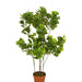 ARTIFICIAL PLANT GINKO BILOBA 115CM HD HD-10983 - Изкуствени растения<<<Стайни растения<<<Градина<<<Praktiker