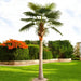 ARTIFICIAL PLANT LIVISTONE PALM 300CM HD HD-10970 - Изкуствени растения<<<Стайни растения<<<Градина<<<Praktiker