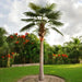 ARTIFICIAL PLANT LIVISTONE PALM 300CM HD HD-10970 - Изкуствени растения<<<Стайни растения<<<Градина<<<Praktiker