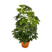 ARTIFICIAL PLANT SCHEFLERA 65CM HD HD-10980 - Изкуствени растения<<<Стайни растения<<<Градина<<<Praktiker