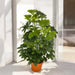 ARTIFICIAL PLANT SCHEFLERA 65CM HD HD-10980 - Изкуствени растения<<<Стайни растения<<<Градина<<<Praktiker
