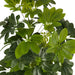 ARTIFICIAL PLANT SCHEFLERA 65CM HD HD-10980 - Изкуствени растения<<<Стайни растения<<<Градина<<<Praktiker