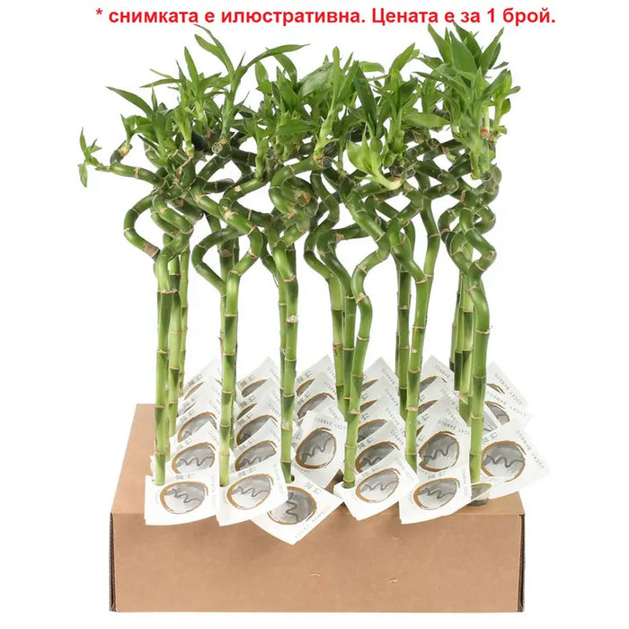 BAMBOO SPIRAL/STRAIGHT - Нецъфтящи растения<<<Стайни растения<<<Градина<<<Praktiker