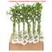 BAMBOO SPIRAL/STRAIGHT - Нецъфтящи растения<<<Стайни растения<<<Градина<<<Praktiker