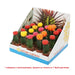 CACTUS GYMNOCALTICIUM - Кактуси<<<Стайни растения<<<Градина<<<Praktiker