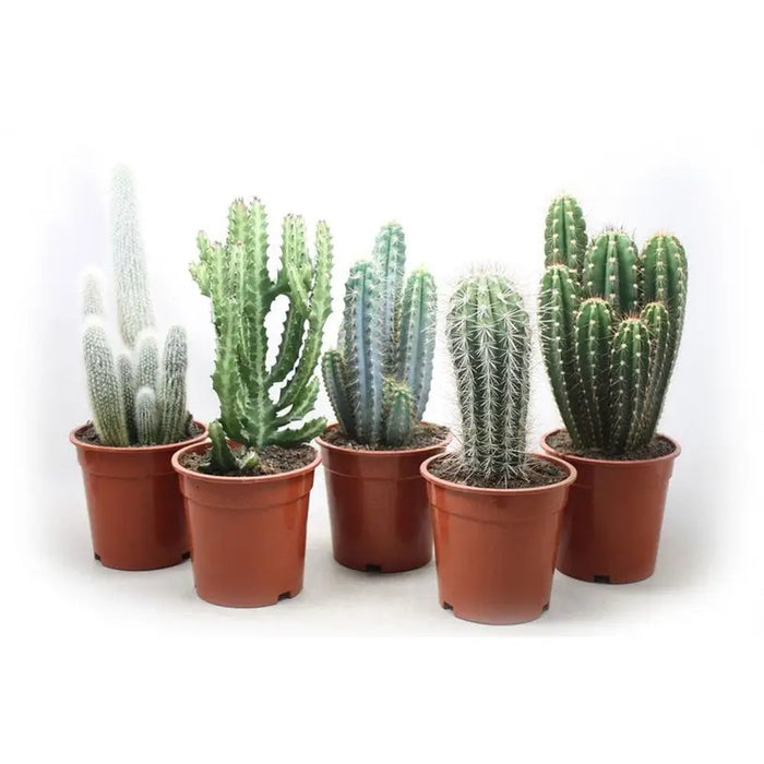 CACTUS - Кактуси<<<Стайни растения<<<Градина<<<Praktiker