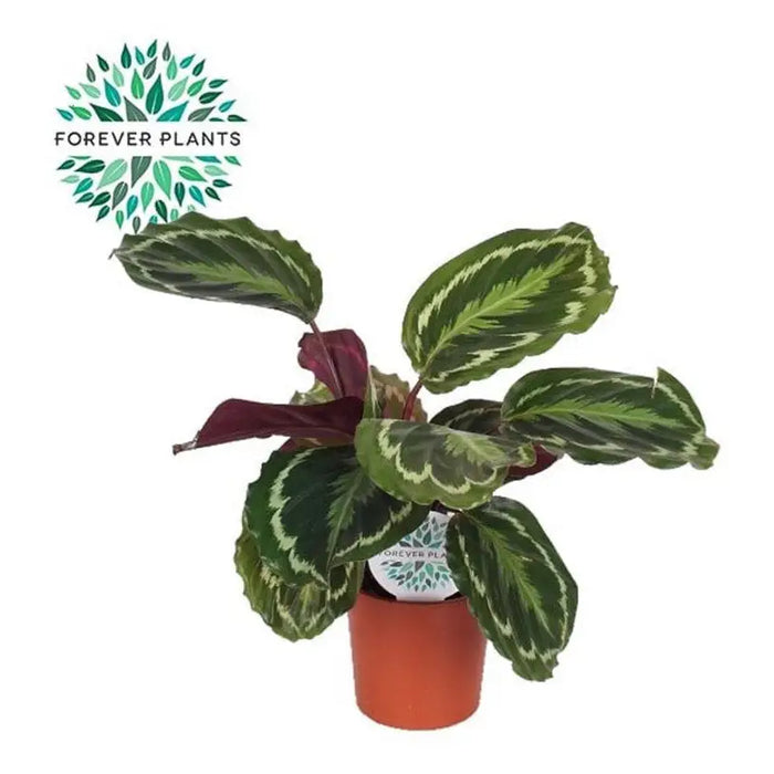 CALATHEA MEDALLION - Нецъфтящи растения<<<Стайни растения<<<Градина<<<Praktiker