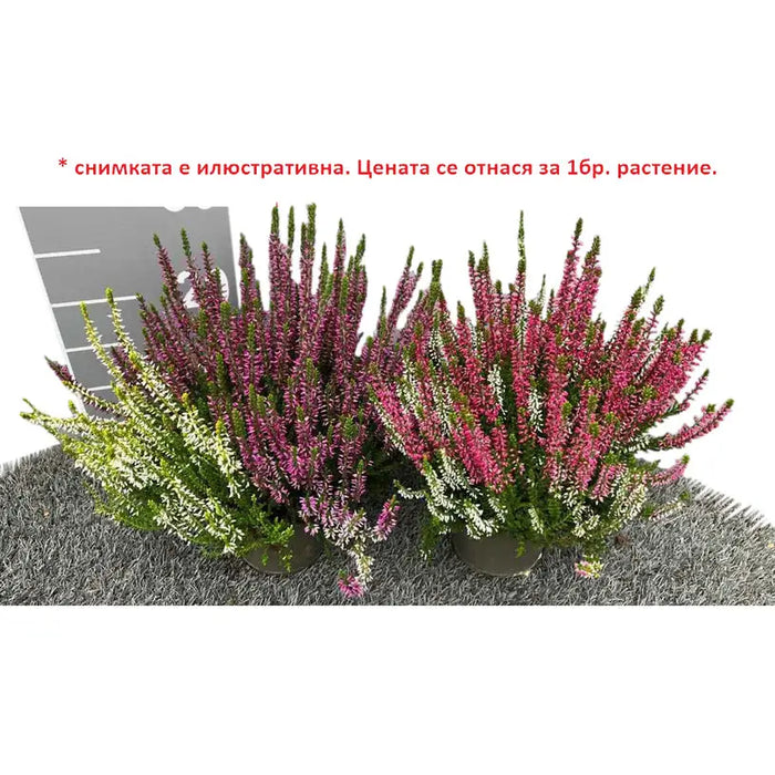 CALUNA - Цъфтящи храсти и дръвчета<<<Външни растения<<<Градина<<<Praktiker