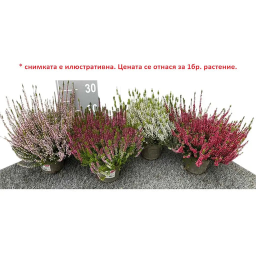 CALUNA - Цъфтящи храсти и дръвчета<<<Външни растения<<<Градина<<<Praktiker