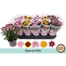 CHRYSANTHEMUM MIX - Цъфтящи храсти и дръвчета<<<Външни растения<<<Градина<<<Praktiker