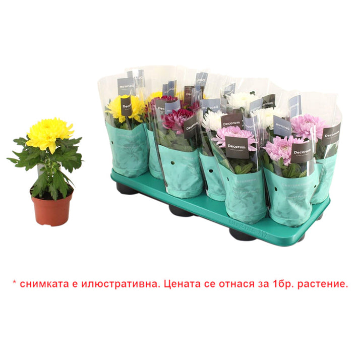 CHRYSANTHEMUM SUPERNOVA - Цъфтящи храсти и дръвчета<<<Външни растения<<<Градина<<<Praktiker