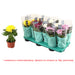 CHRYSANTHEMUM SUPERNOVA - Цъфтящи храсти и дръвчета<<<Външни растения<<<Градина<<<Praktiker