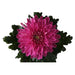 CHRYSANTHEMUM SUPERNOVA - Цъфтящи храсти и дръвчета<<<Външни растения<<<Градина<<<Praktiker