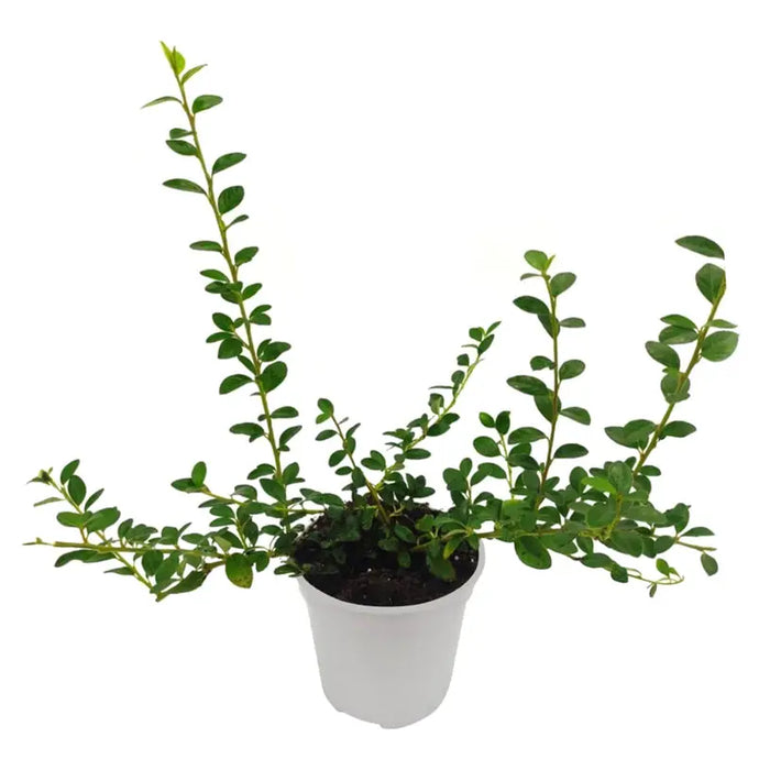 COTONEASTER - Цъфтящи храсти и дръвчета<<<Външни растения<<<Градина<<<Praktiker