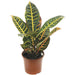 CROTON - Нецъфтящи растения<<<Стайни растения<<<Градина<<<Praktiker
