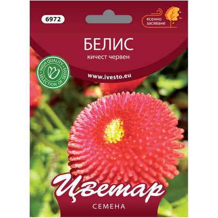 BELIS SEEDS KICHEST RED FLOWER