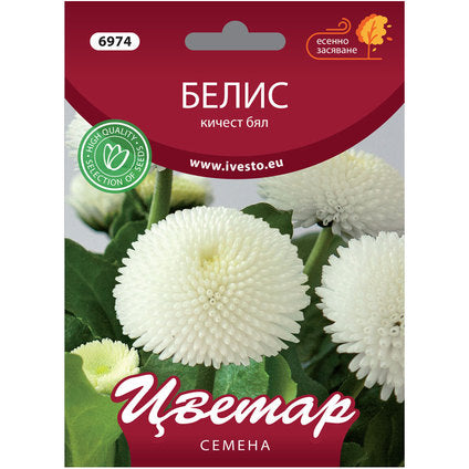 BELIS SEEDS KICHEST WHITE FLOWER