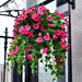 DECORATIVE LANDSCAPING HANGING BASKET ROSSIMA PETUNIA PINK COLOR - Изкуствено озеленяване<<<Мрежи и