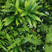 DECORATIVE PANEL 50X50CM 1PCS IN PACKAGE ROSSIMA TROPICAL MIX + BOUGAINVILLEY - Изкуствено озеленяване<<<Мрежи и