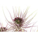 Decorative Plant DKD Home Decor Brown Polyethylene Green PVC 40 x 40 x 120 cm (2 Units) - Декорация и Осветление<<<Дом