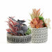 Decorative Plant DKD Home Decor Cactus Resin Polyethylene 11 x 11 x 21 cm (2 Units) - Декорация и Осветление<<<Дом