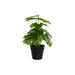 Decorative Plant DKD Home Decor PVC polypropylene 20 x 20 x 30 cm - Декорация и Осветление<<<Дом