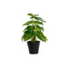 Decorative Plant DKD Home Decor PVC polypropylene 20 x 20 x 30 cm - Други артикули за декорация<<<Декорация и