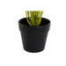 Decorative Plant DKD Home Decor PVC polypropylene 25 x 25 x 30 cm - Декорация и Осветление<<<Дом
