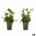 Decorative Plant Ibergarden Cork Plastic Flowers Field 20 x 41 x 20 cm (6 Units) - Декорация и Осветление<<<Дом