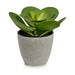 Decorative Plant Ibergarden Plastic 18 x 18,5 x 18 cm (6 Units) - Декорация и Осветление<<<Дом Градина<<<BigBuy&&&Други