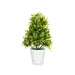Decorative Plant Ibergarden Plastic 18 x 35 x 16 cm (6 Units) - Декорация и Осветление<<<Дом Градина<<<BigBuy&&&Други